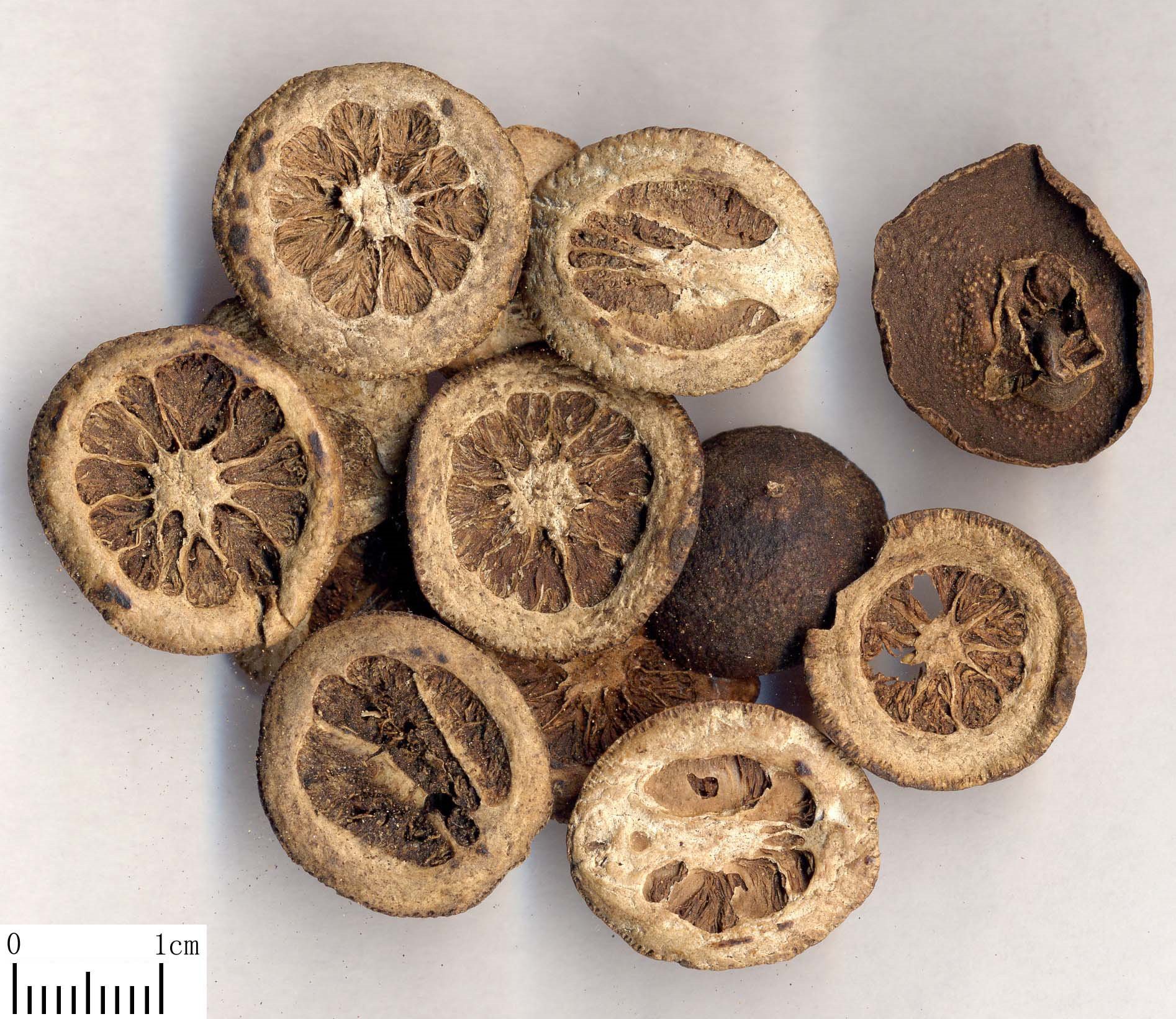 Citrus Aurantium Extract Suppler